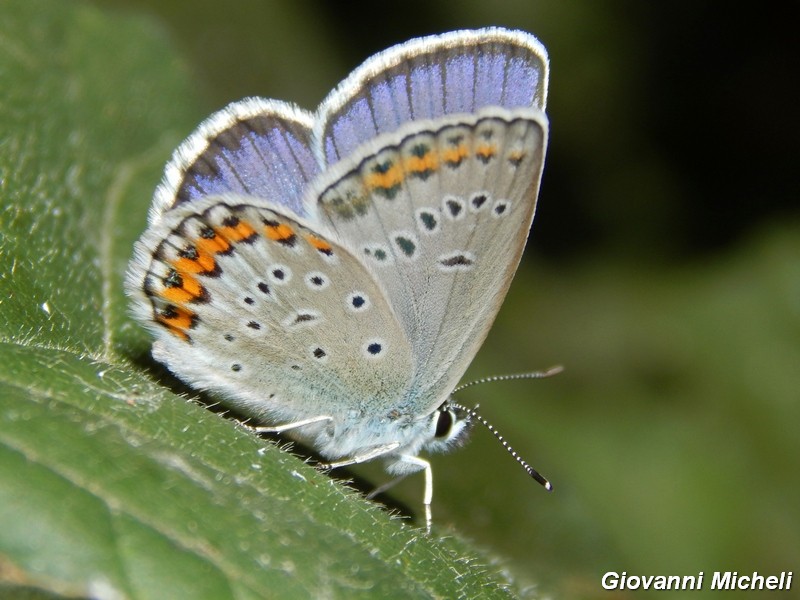 Plebejus argus